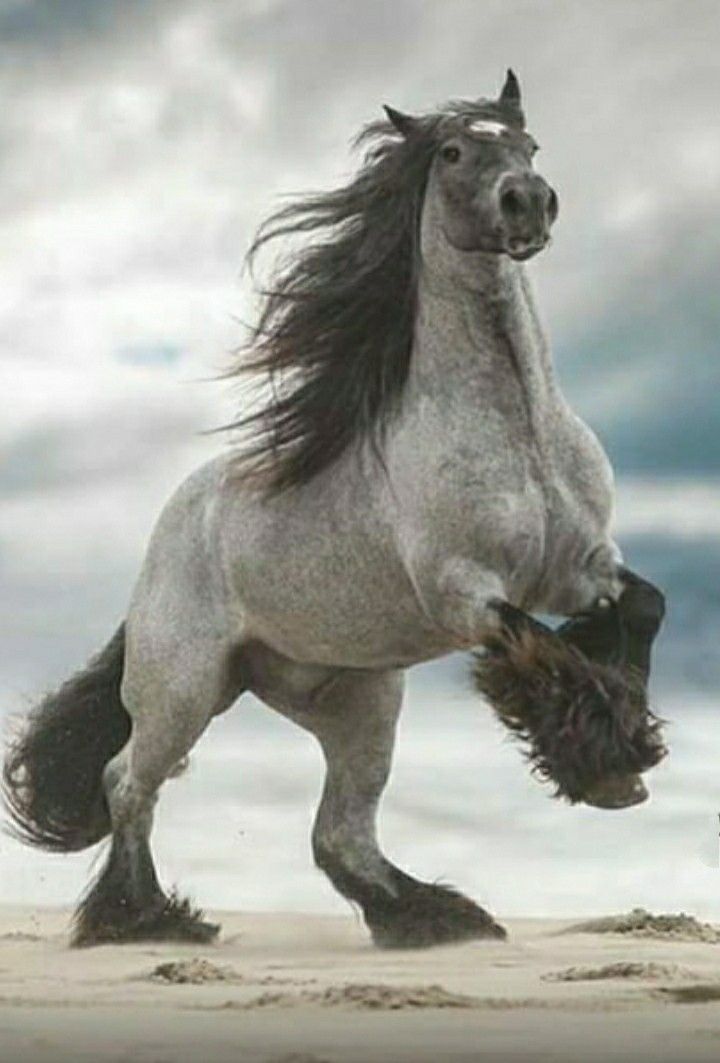 a white horse standing on its hind legs in the sand