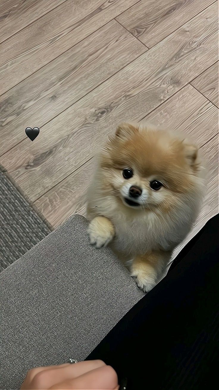 a small brown dog sitting on top of a floor next to a person's leg