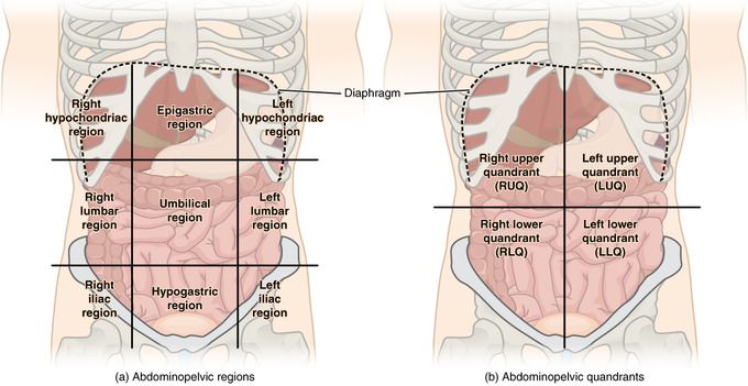 an image of the human body with labels on it, including the heart and lungs