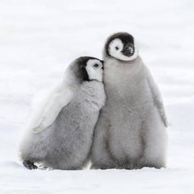 two penguins are standing next to each other in the snow