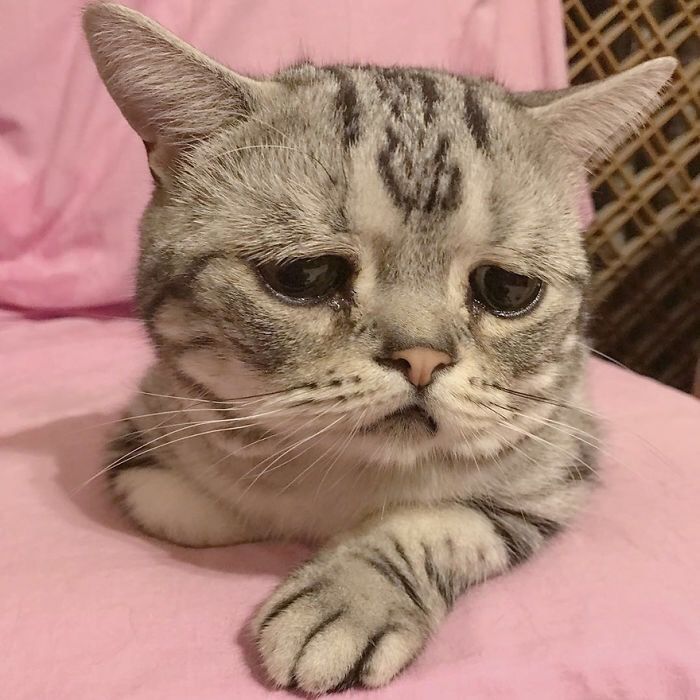 a grey and white cat laying on top of a pink blanket