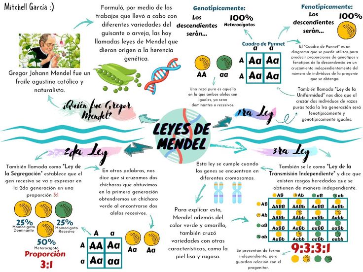 Alelos, genética, chícharos, amarillo, verde, 1ra ley, 2da ley, 3ra ley, cuadro de Punnet. Gregor Mendel Genetics, Mendel Genetics, Biology Jokes, Gregor Mendel, Study Biology, Medicine Studies, Biology Art, Medicine Student, Biology Notes