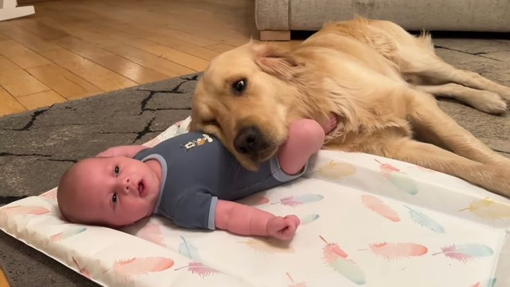 a dog laying on the floor next to a baby