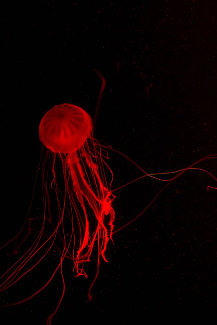 a red jellyfish floating in the dark water