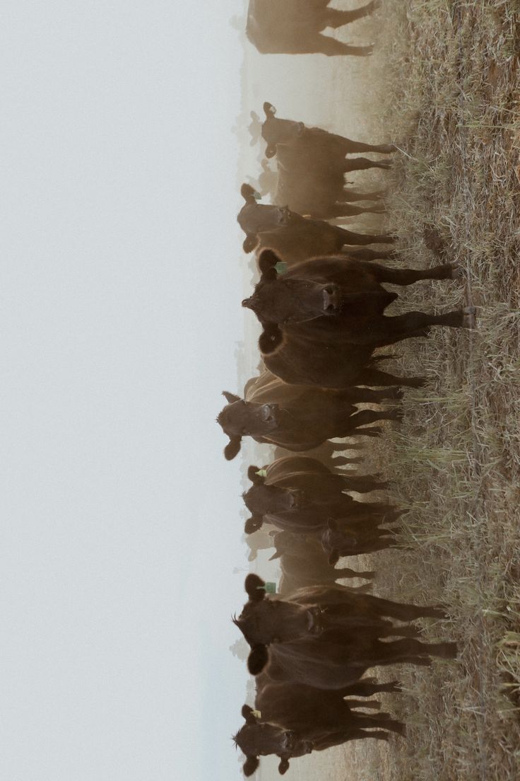 a group of people walking down a dirt road