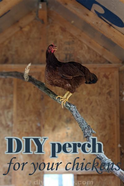 a chicken sitting on top of a tree branch in a building with the words diy perch for your chickens