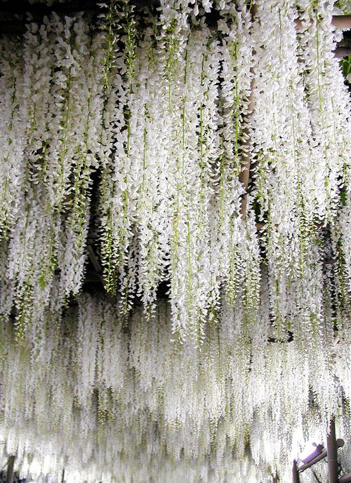 white flowers are hanging over the water