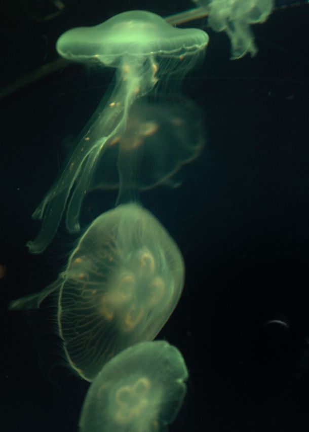 some jellyfish swimming in the water together