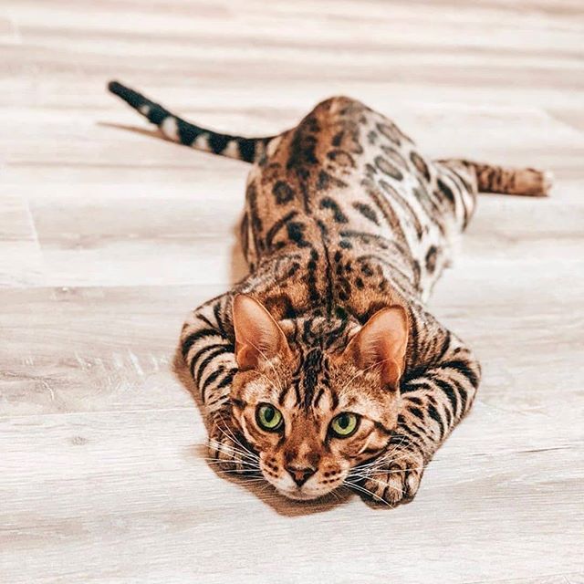 a cat walking across a white wooden floor