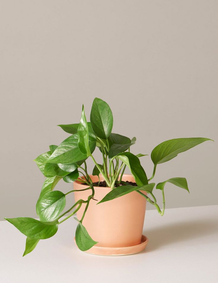 a potted plant sitting on top of a white table