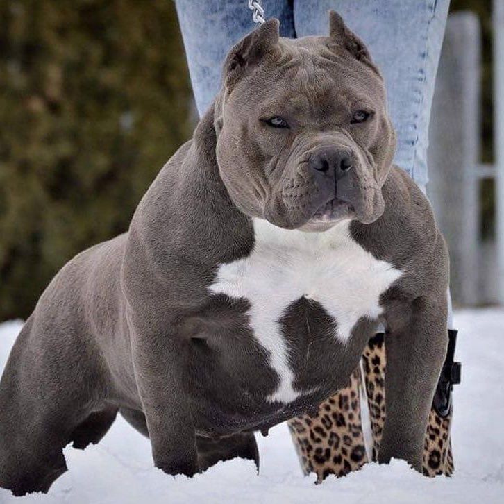 the dog is standing in the snow with its paw on a leopard print bootie