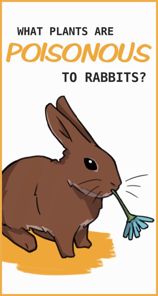 a brown rabbit eating something with the words what plants are poisonous to rabbits?