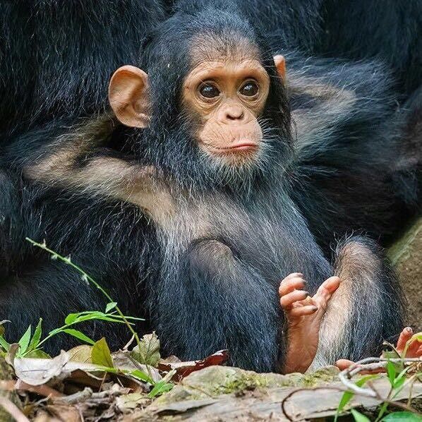 a baby chimpan sitting on the ground