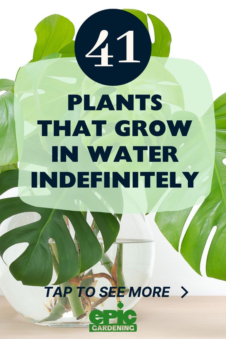 Large Swiss Cheese plant growing in a glear, glass, vase of water. Growing Plants In Water, Hydro Plant, Indoor Cactus Plants, Water Plants Indoor, Plants Grown In Water, Water Garden Plants, Indoor Water Garden, Bucket Gardening, Inside Plants