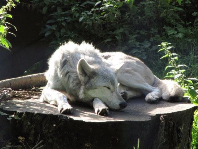 a white wolf laying on top of a tree stump in the sun with its eyes closed