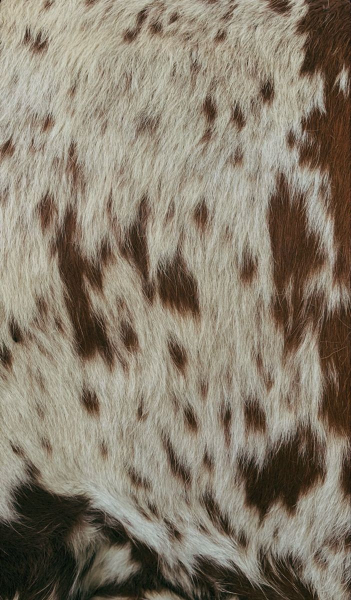 a cow's brown and white fur is shown in close up, showing the pattern