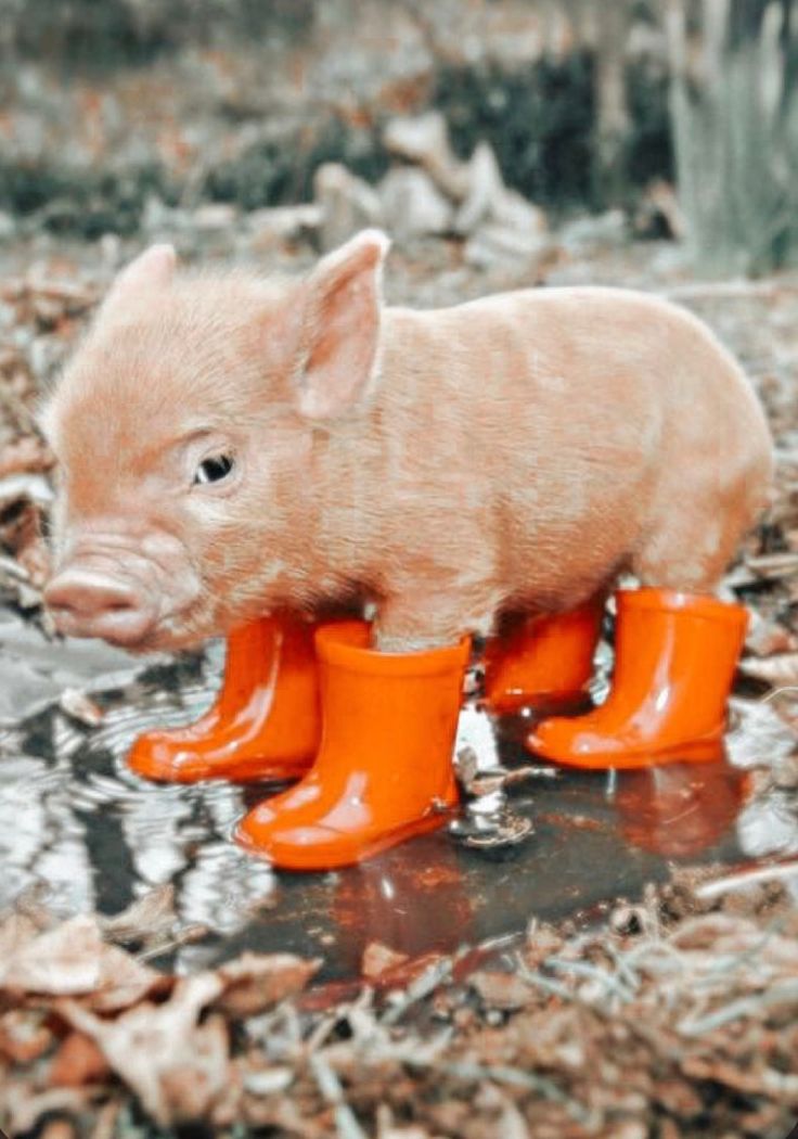 a small pig standing on orange boots in the mud