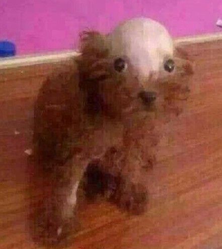 a small brown dog sitting on top of a wooden floor next to a purple wall