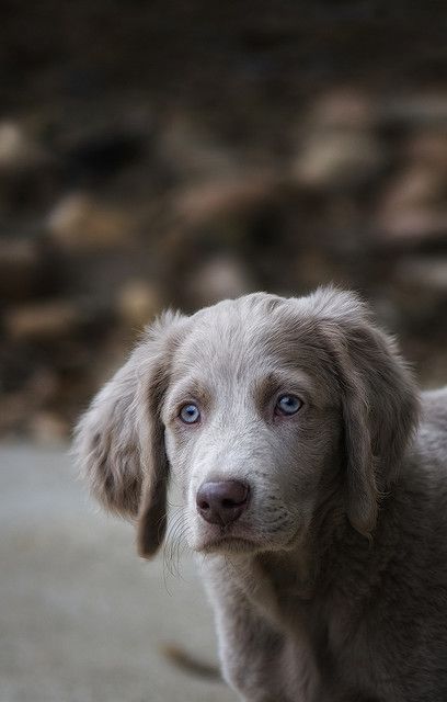 a brown dog with blue eyes is standing on the ground and looking at the camera