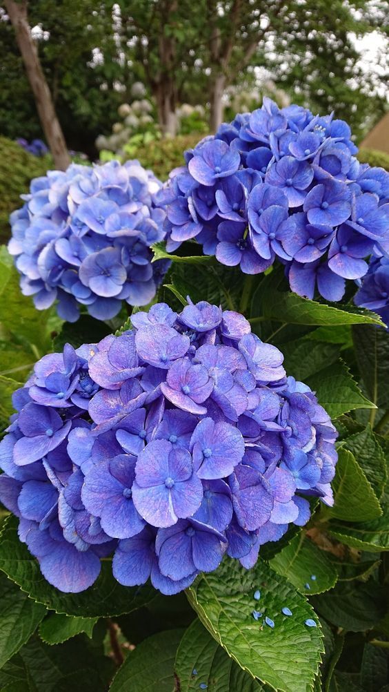 three blue flowers with green leaves in the foreground and trees in the back ground