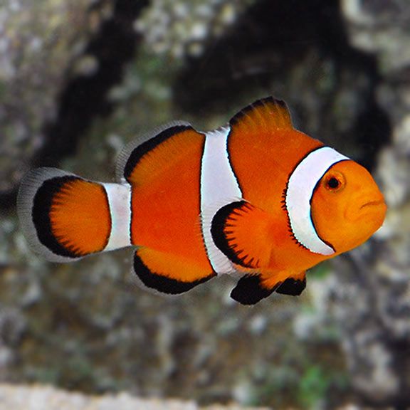 an orange and white clown fish swimming in the water