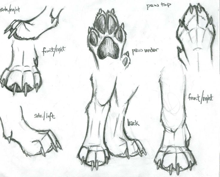 some drawings of different feet and paws