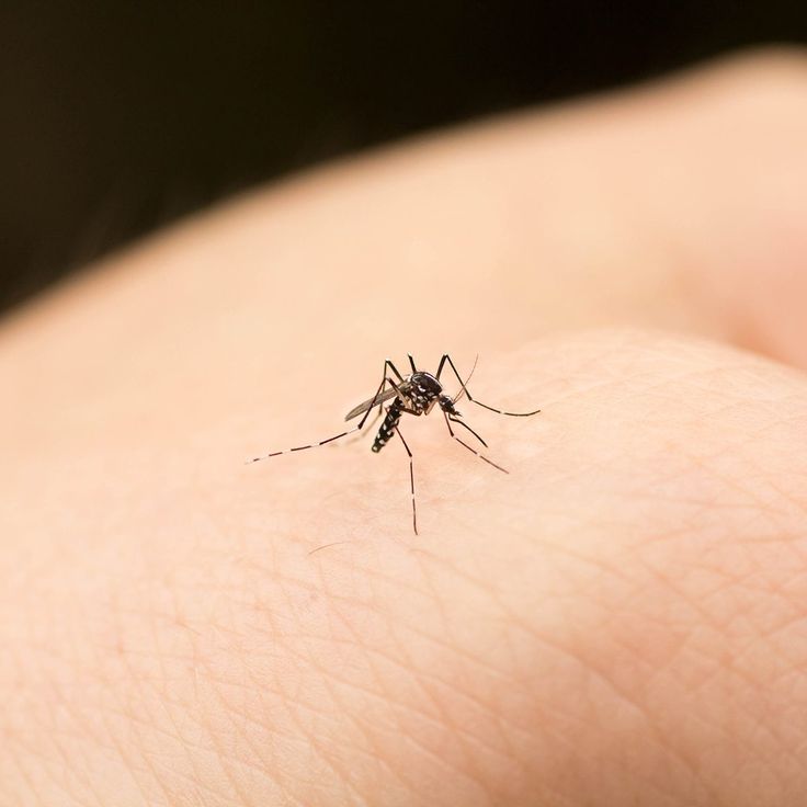 a close up of a mosquito on someone's hand