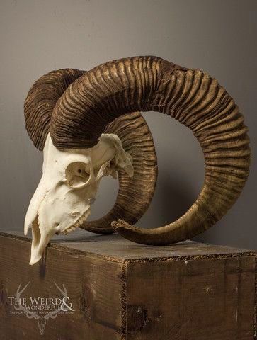 a ram's skull with large horns on top of a wooden box in front of a gray wall