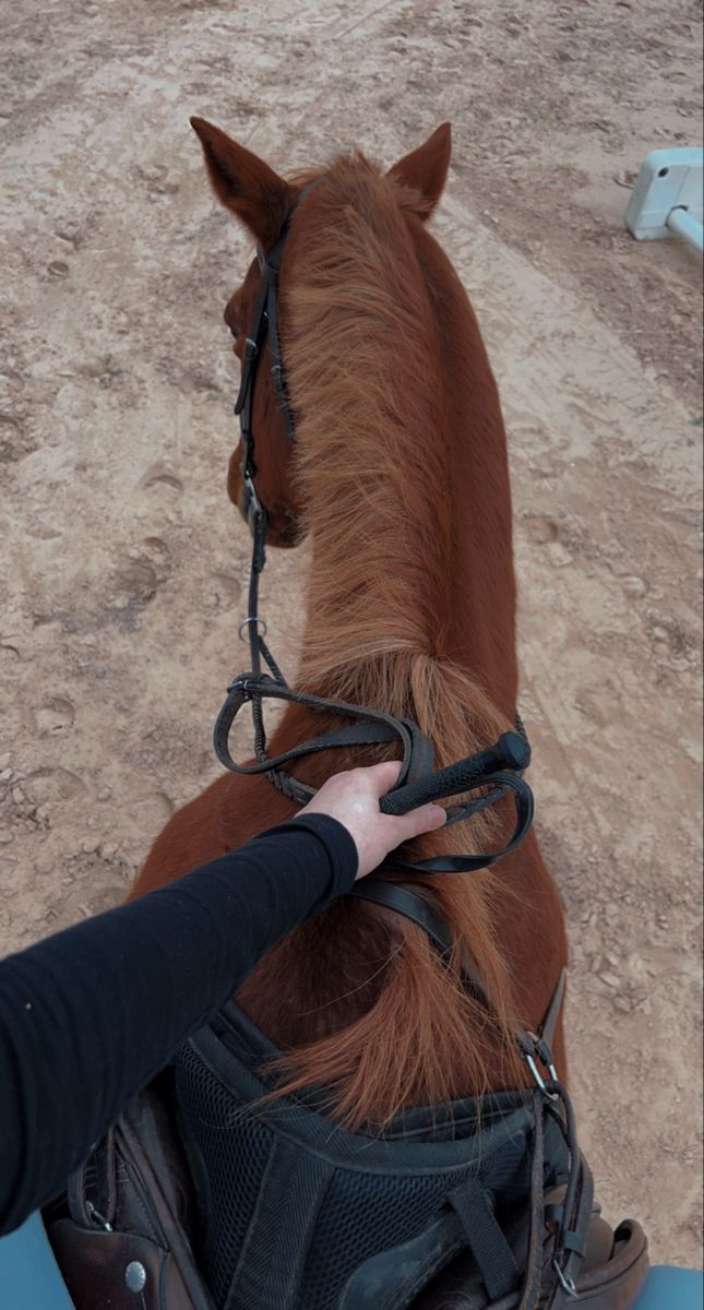 a person is petting the back of a brown horse