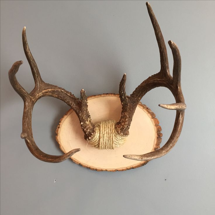 an antlers head mounted on the side of a wall