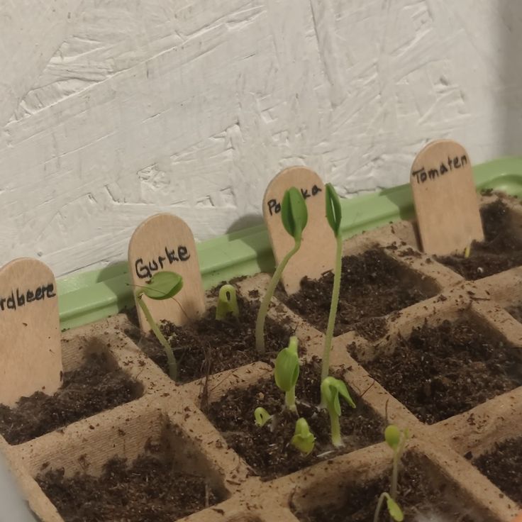 small planters with plants growing out of them in the soil on a table next to a white wall