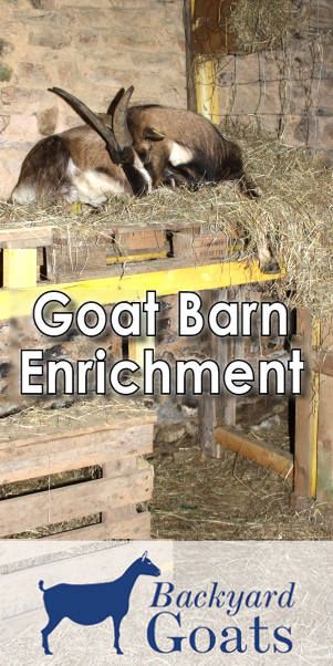 goat barn enrichment by backyard goats