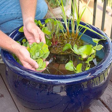 Small Water Gardens, Water Garden Plants, Container Water Gardens, Indoor Water Garden, Aquatic Garden, Water Container, Pond Plants, Water Pond, Garden Maintenance