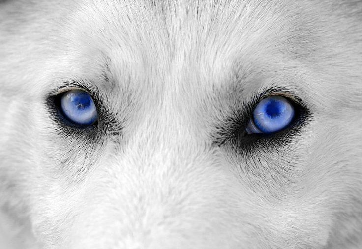 a white dog with blue eyes is looking at the camera while it's close up