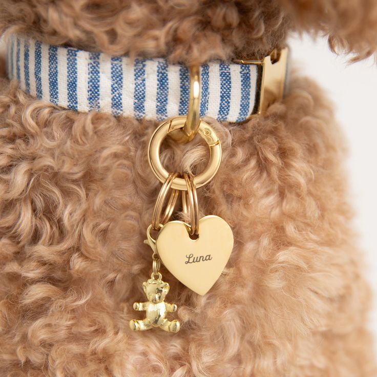 a dog wearing a blue and white striped collar with a gold heart charm