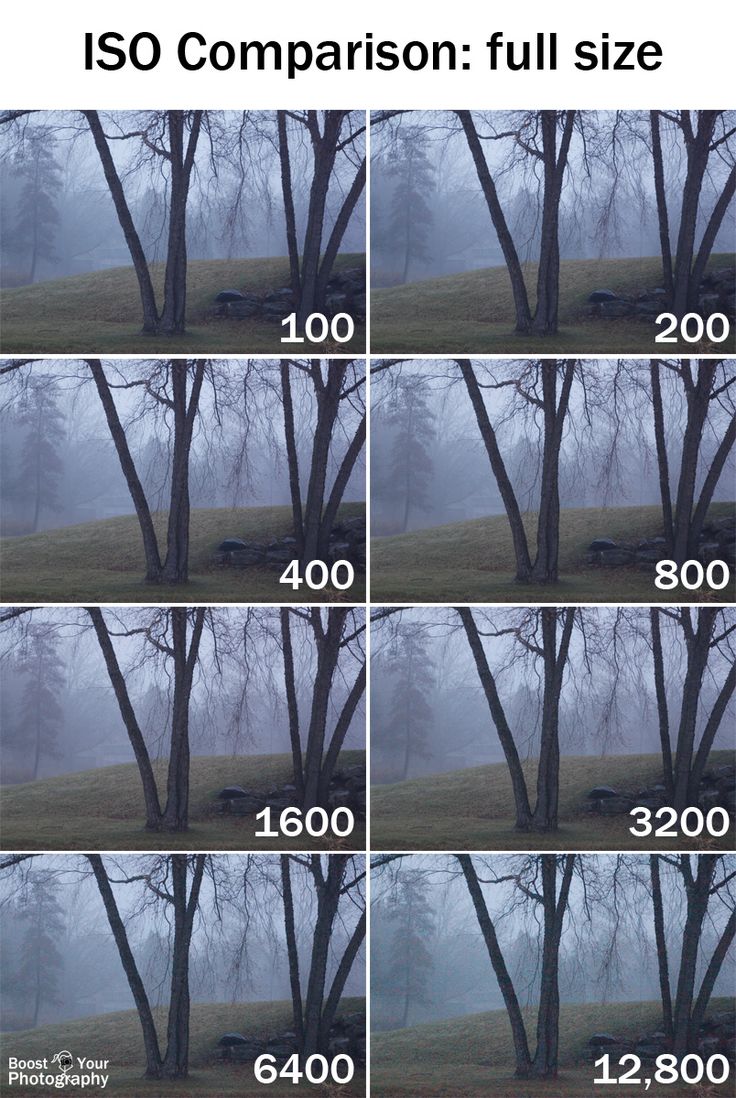 four pictures of trees with fog in the background and numbers on each side that are numbered