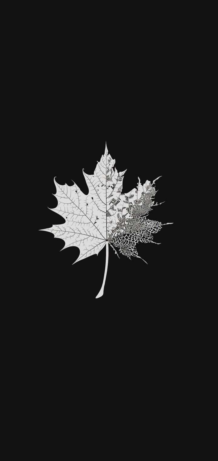 a black and white photo of a leaf