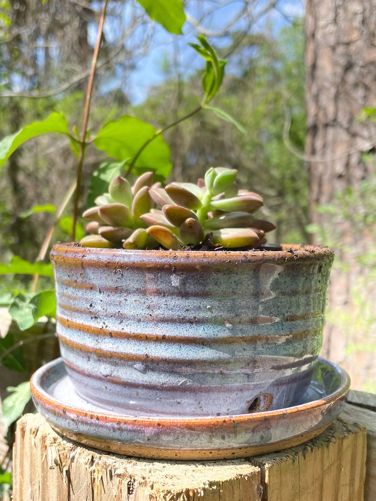 a small potted plant sitting on top of a wooden stump