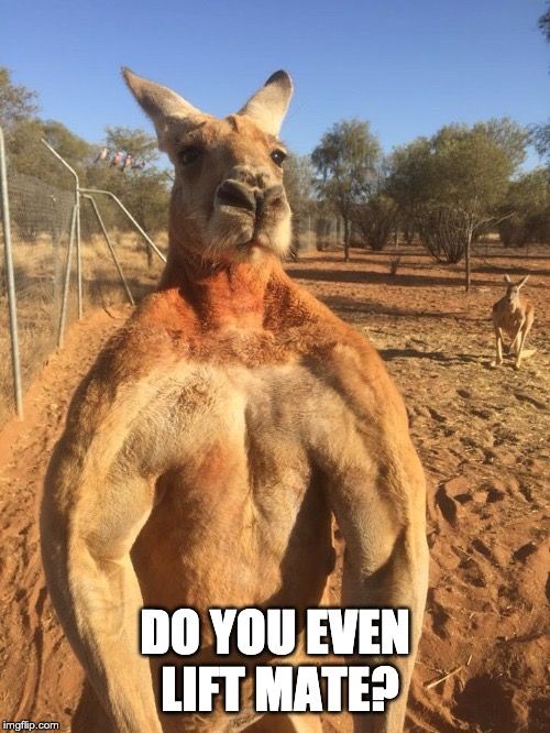 a kangaroo standing on its hind legs with the caption do you even lift mate?