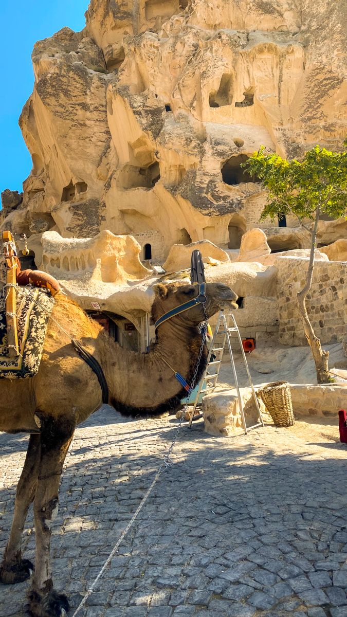 Camel. Nature. Animal. Exotic country. Travel. Trip. Vacation. Holliday. Cappadocia. Turkey. World. Earth. Landscape. View. Architecture. Attractions. Must visit. Aesthetic. Mountain. Tree. Sky. Warm photo. Wallaper. Travel blog. Inspiration. Motivation. Ancient cave house. Navsehit province. National park. Ancient Turkey Aesthetic, Capadocia Turkey Aesthetic, Turkey Country Aesthetic, Turkey Travel Aesthetic, Cappadocia Turkey Aesthetic, Cappadocia Aesthetic, Turkey Mountains, Capadocia Turkey, Turkey Architecture