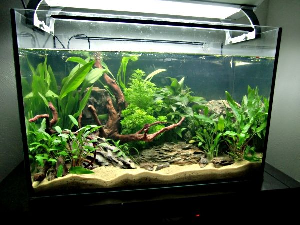 an aquarium filled with lots of green plants and rocks in front of a light fixture