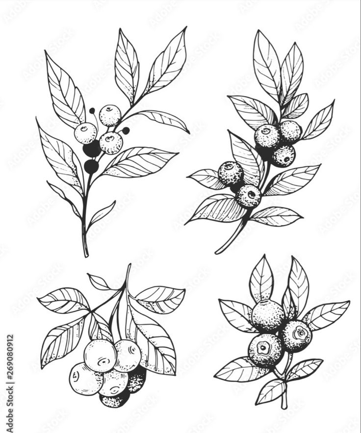 four different types of berries and leaves on a white background, each with black ink