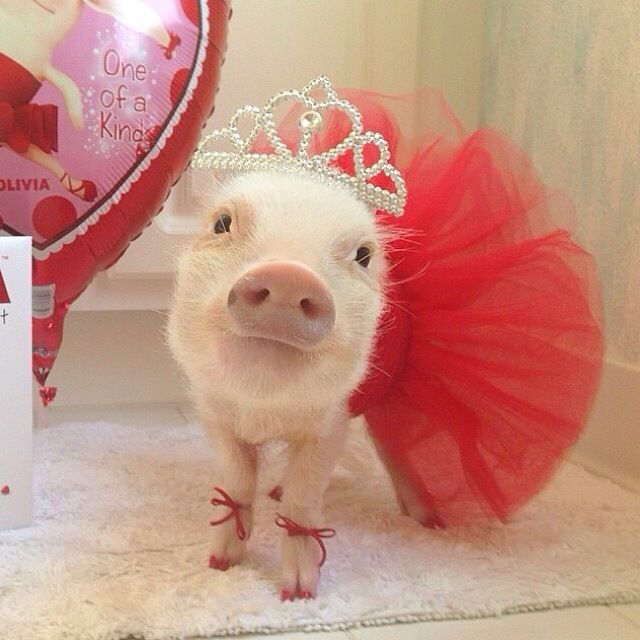 a small pig wearing a tiara and standing next to a children's book