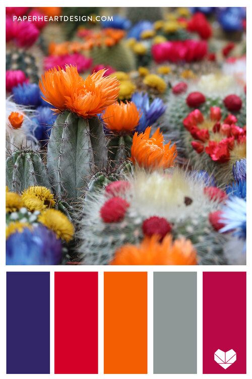 the color scheme is red, orange, and blue with cactus flowers in it's center