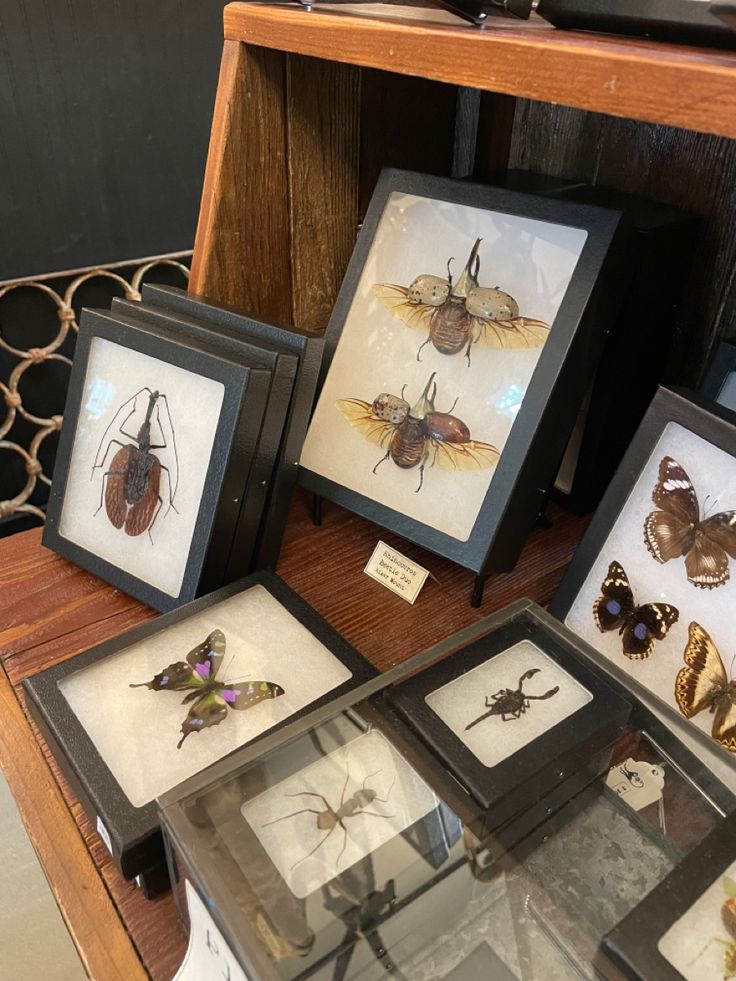 framed insect specimens are on display in glass cases at the museum's exhibit table