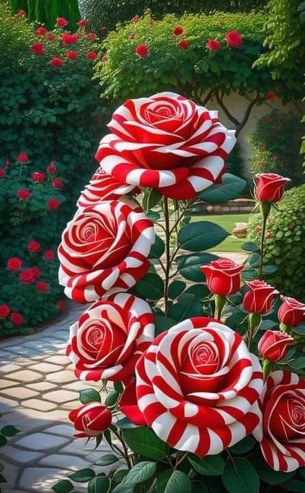 some red and white roses in a garden