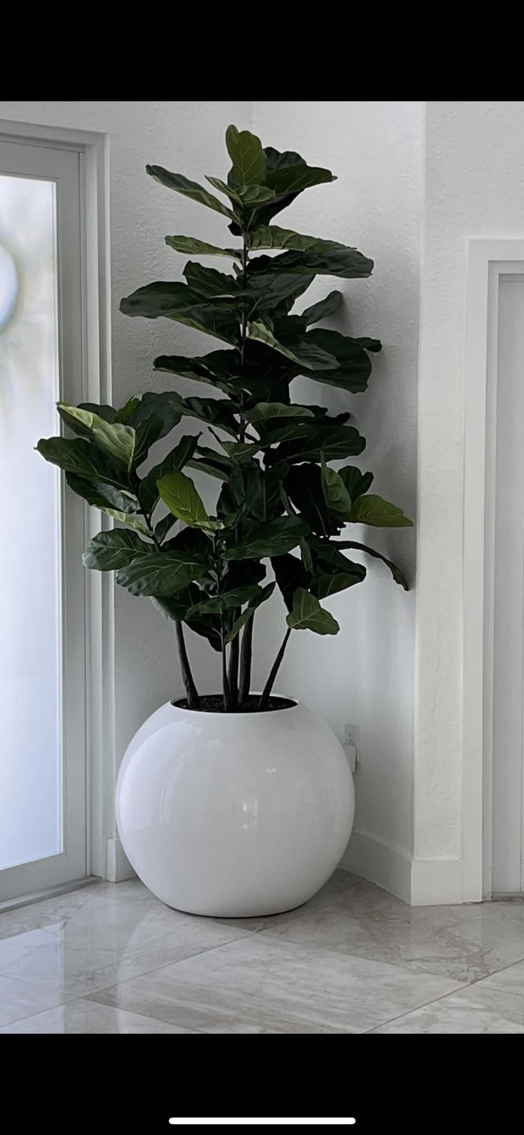 a plant in a white vase sitting on a marble floor next to a door way