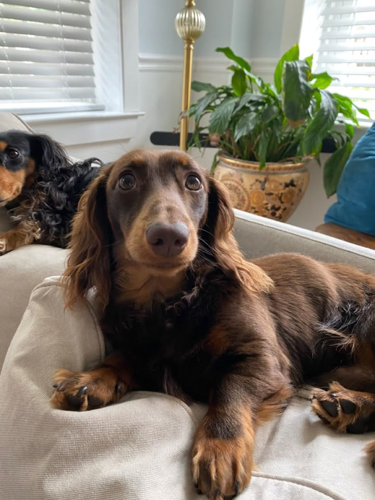 two dachshunds sitting on a couch in front of a window