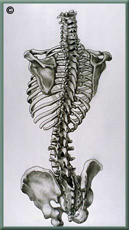 a drawing of the back of a human skeleton