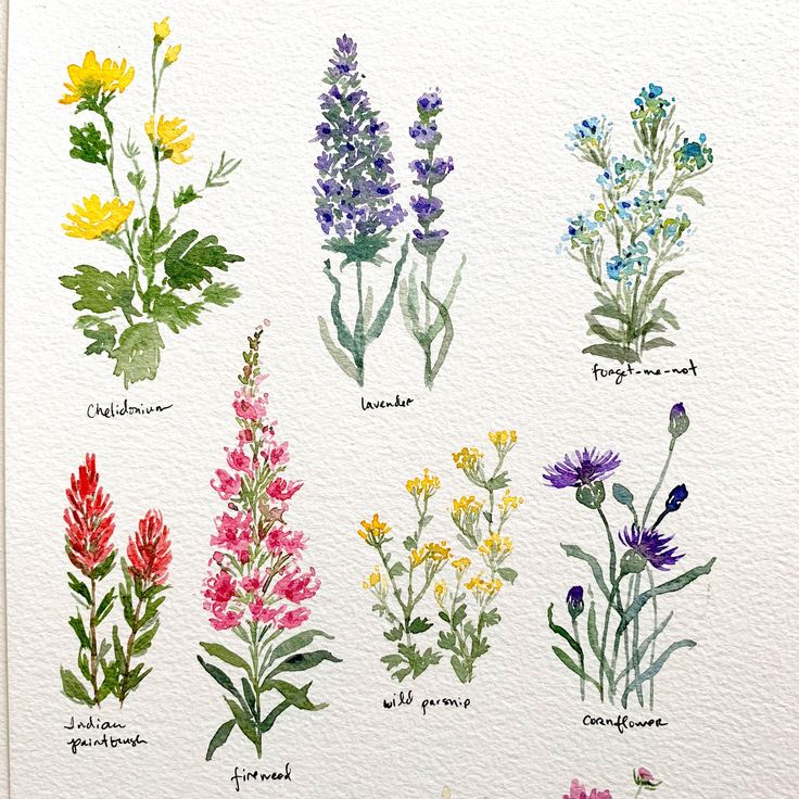 a watercolor drawing of different types of wildflowers